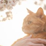 【猫エッセイ】人生でいちばん美しかった桜 ～愛猫との別れで、遺影となった写真に思うこと〜